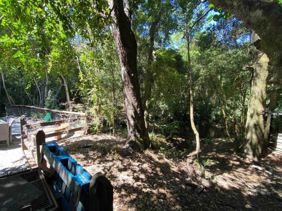 Acogedora cabaña al borde del Río Claro Villa Pucón Exterior foto